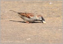Vrabec domaci / House sparrow