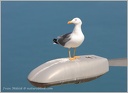 Racek stredomorsky / Yellow-legged Gull