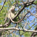 Papoušek mniší / Monk Parakeet
