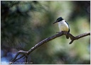 Kingfisher (Kotare, Sacret Kingfisher) / Lednacek posvatny