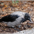 Vrana obecna seda / Hooded Crow