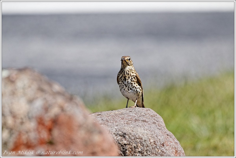 Drozd zpevny / Song Thrush - New Zealand