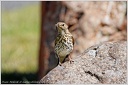 Drozd zpevny / Song Thrush - New Zealand