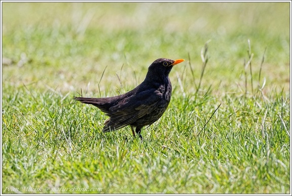 Kos cerny / Blackbird - New Zealand