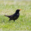 Kos cerny / Blackbird - New Zealand