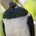 New Zealand Pigeon (Kereru, Kukapa) / Holub maorsky