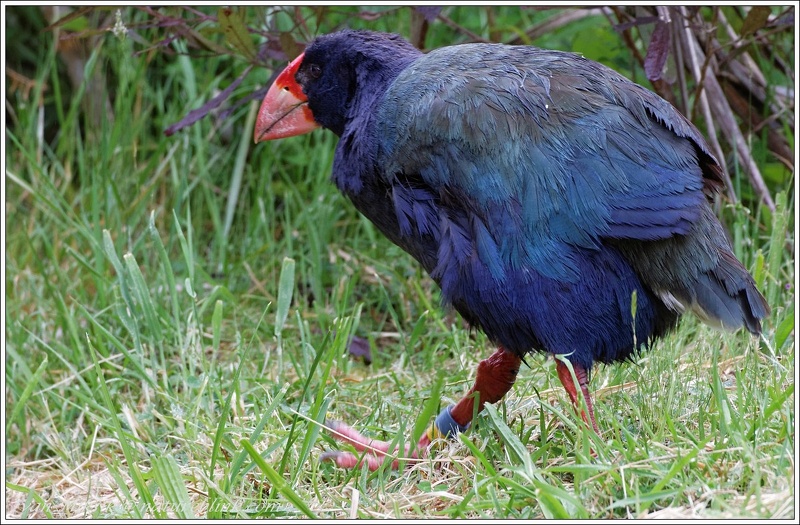 Takahe (Notornis) / Slipka takahe