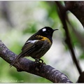 Stitchbird (Hihi) / Medosavka hvizdava