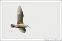 Racek šedý / Glaucous Gull