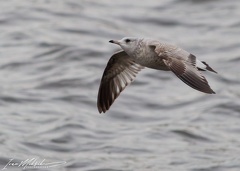 Racek bourni / Common Gull