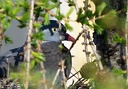 Holub hrivnac / Wood Pigeon