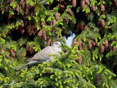 Hrdlicka zahradni / Eurasian collared dove