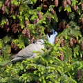 Hrdlicka zahradni / Eurasian collared dove