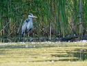 Volavka popelava / Grey heron
