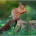 Veverka obecna / Eurasian red squirrel