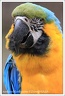 Ara ararauna / Blue and Gold Macaw