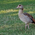 Husice nilska / Egyptian goose
