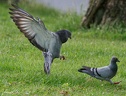 Holub domaci / Domestic Pigeon