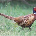 Bazant obecny obojkovy / Pheasant