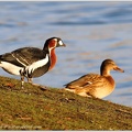 Berneska rudokrka / Red-breasted Goose