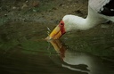 Nesyt africky / Yellow-billed stork