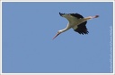 Cap bily / White Stork