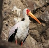 Mycteria (Pseudotantalus) ibis