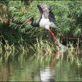 Cap cerny / Black Stork