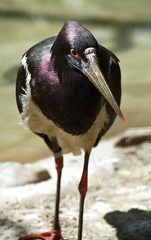 Cap simbil / Abdim's Stork