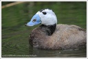 Kachnice b&#283;lohlav? / White-headed Duck