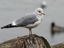 Racek bourni / Common Gull