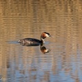 Great crested Grebe / Rohac velky