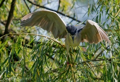 Kvakos nocni / Black-crowned night heron