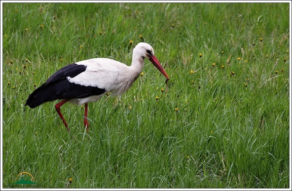 Cap bily / White stork