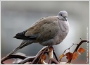 Hrdlicka zahradni  / Eurasian collared dove