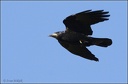 Corvus frugilegus