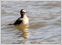 Hoholka lední / Long-tailed Duck