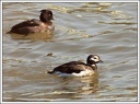 Hoholka lední / Long-tailed Duck