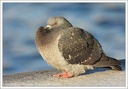 Holub dom?c? - Domestic Pigeon