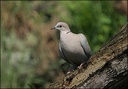 Hrdli&#269;ka zahradn? / Collared Dove