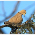 Hrdlička zahradn?/Collared Dove