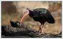 Ibis skalni / Northern Bald Ibis