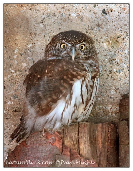 Kulisek nejmensi / Pygmy Owl