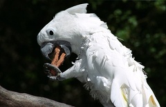 Kakadu b?l? / White Cockatoo