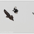 Boj kanete a strak / Fight of Buzzard and Magpies