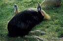 Kasuár prilbový / Cassowary