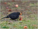 Blackbird / Kos cerny