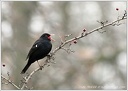Kos cerny / Blackbird