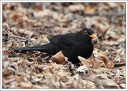 Kos cerny / Blackbird