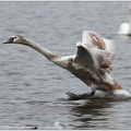 Labut velka / Mute Swan